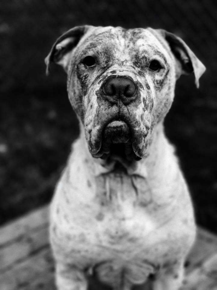 second chance adoptable dogs